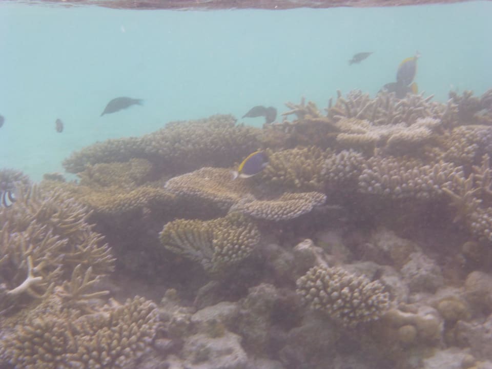 Hausriff Vilamendhoo Island Resort & Spa