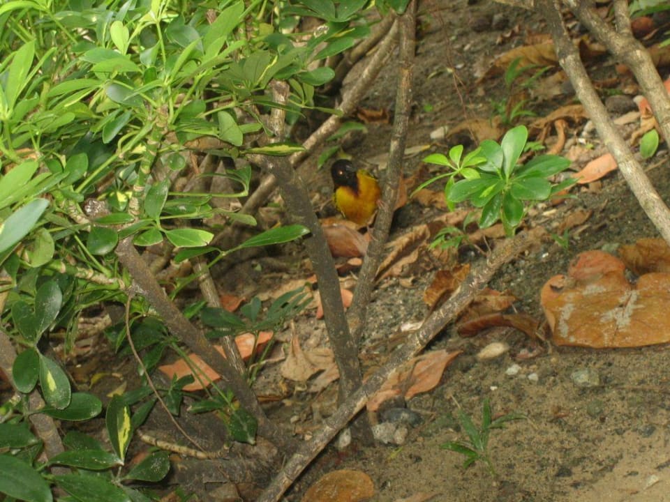 Hübscher Vogel Marien Puerto Plata