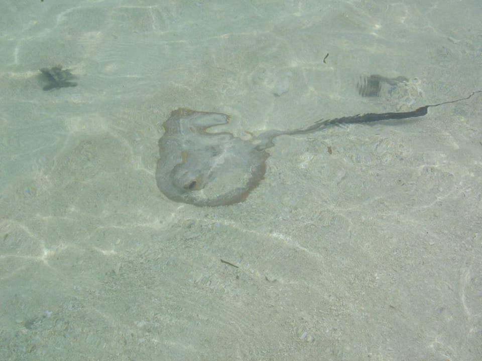 Fischtiere Adaaran Select Hudhuran Fushi - Premium All Inclusive