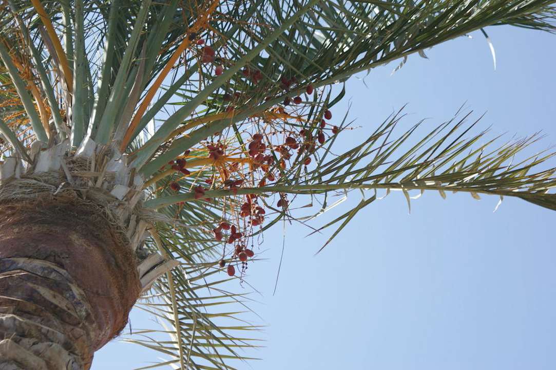 Финиковая пальма Riviera Aqua Park Resort