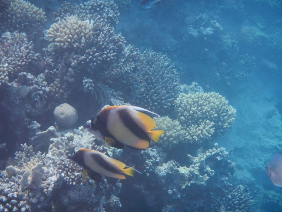 Strand Cleopatra Luxury Resort Makadi Bay