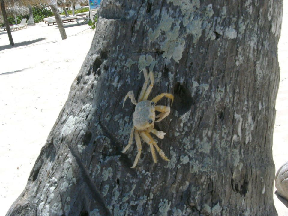 Krebs an der Palme Majestic Elegance Punta Cana