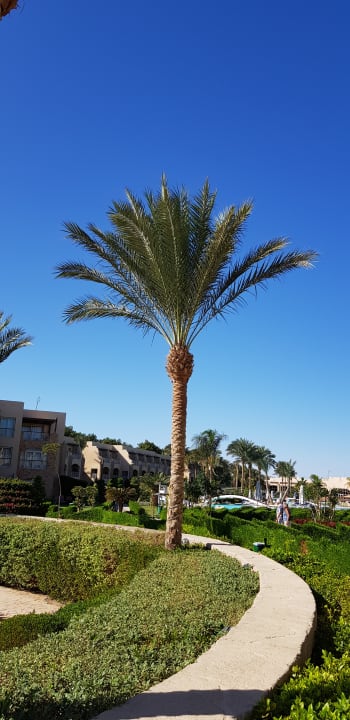 Gartenanlage Prima Life Makadi Resort