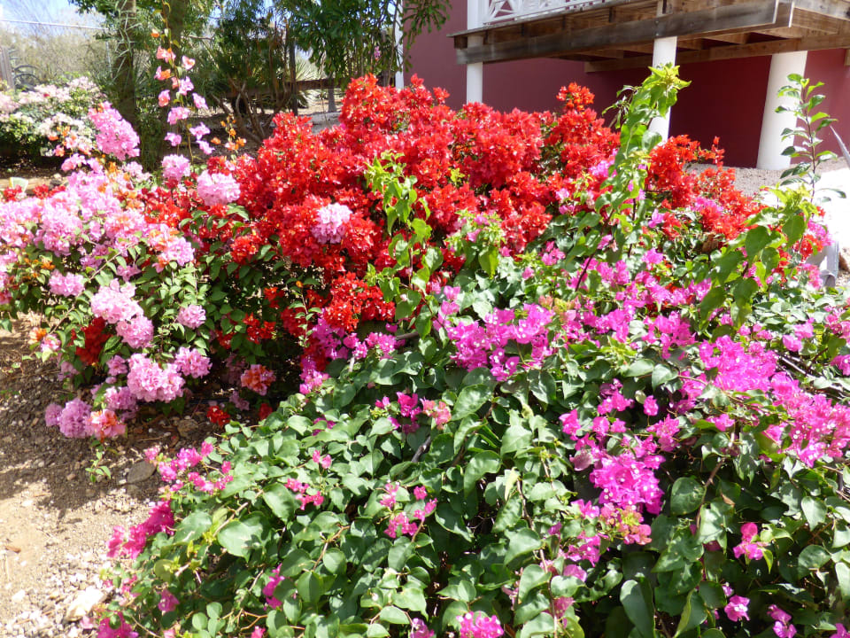 Überall Blumen Chogogo Dive & Beach Resort