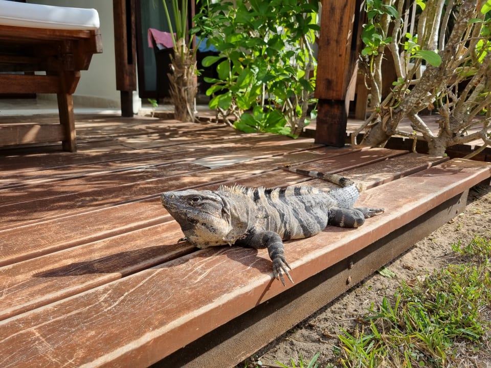 Gartenanlage Akumal Bay Beach & Wellness Resort