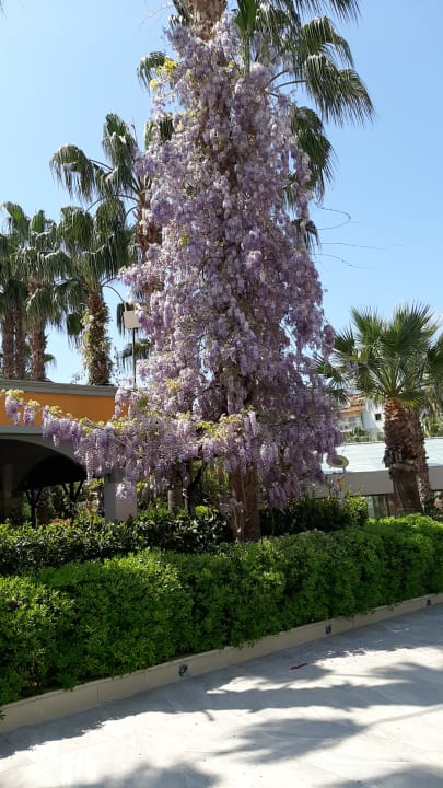 Gartenanlage Hane Family Resort