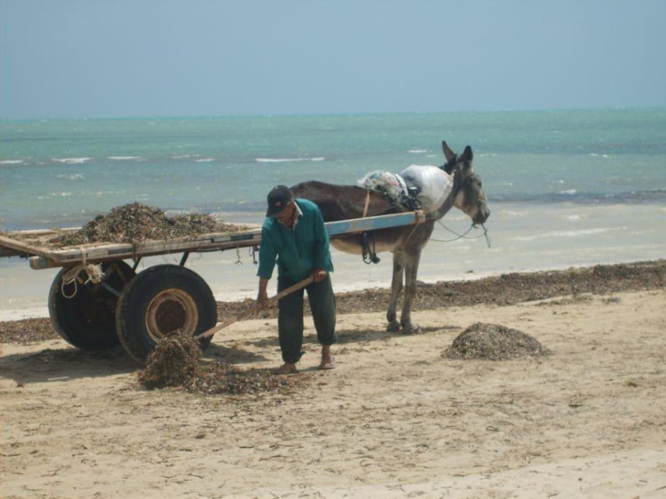 Esel am Strand Hotel Sangho Club Zarzis