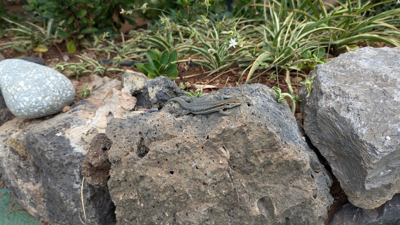 Gartenanlage Tigaiga Suites