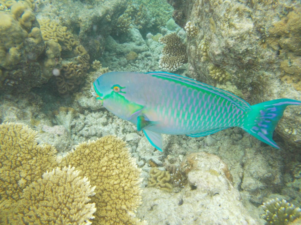 Papageienfische in allen Farben Biyadhoo Island Resort