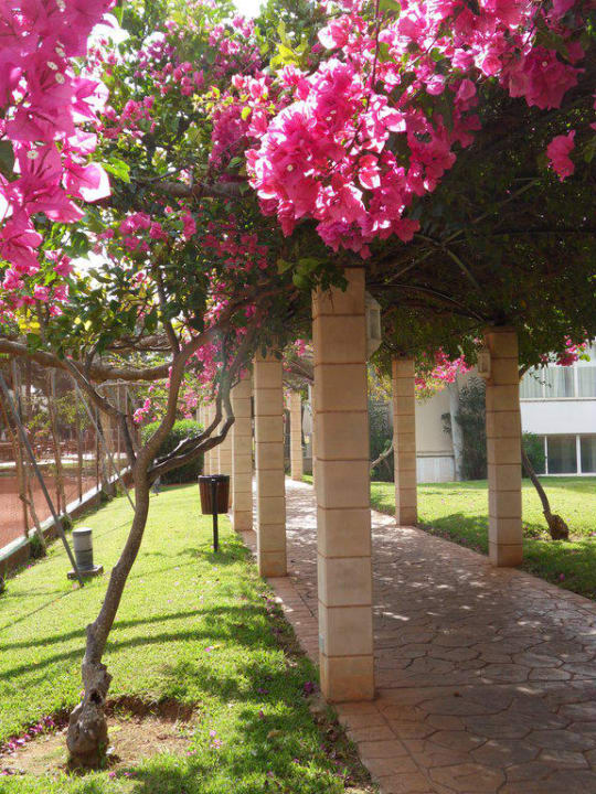 Laubengang zwischen den Hotelkomplexen Protur Floriana Resort Aparthotel