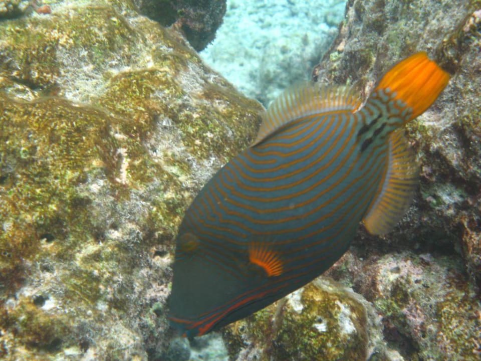 Drückerfisch am Hausriff Baros Maldives Resort