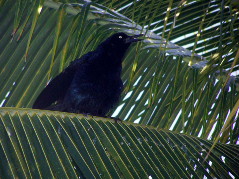 lauter Vogel Hotel Riu Tequila