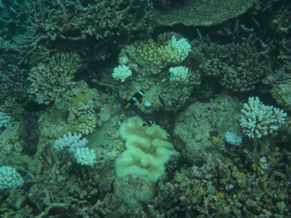 Fische Embudu Village