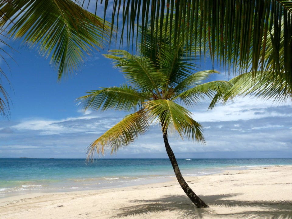 Palmen am Playa Las Ballenas Bahia Principe Grand El Portillo