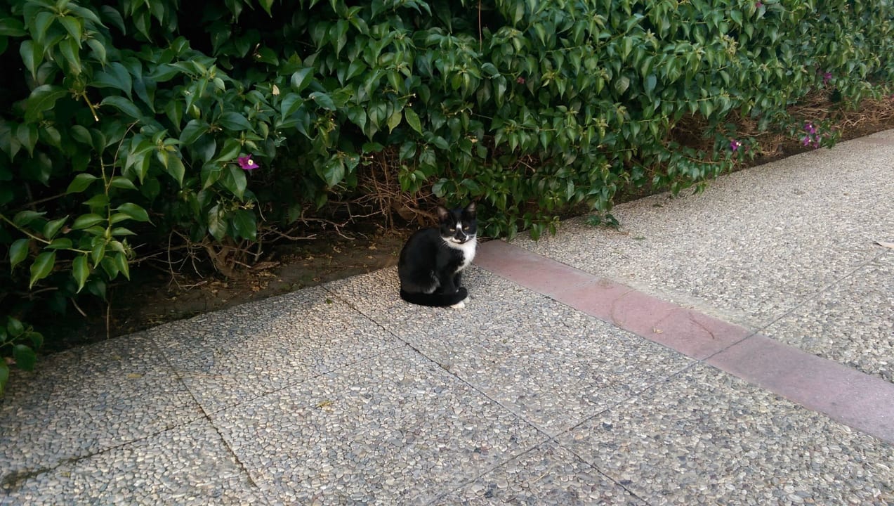 Отель Voyage Belek Golf & Spa