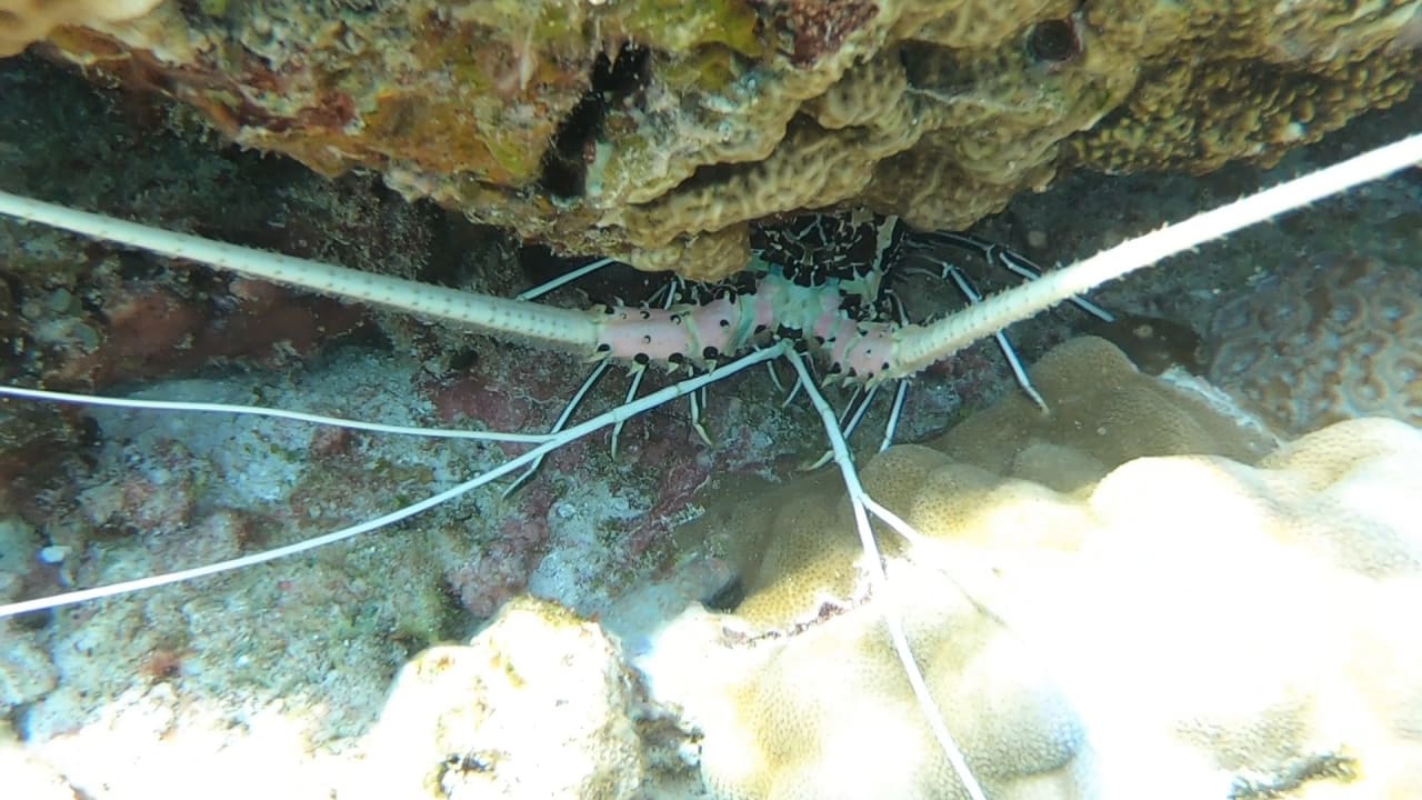 Sport & Freizeit NH Collection Maldives Reethi Resort