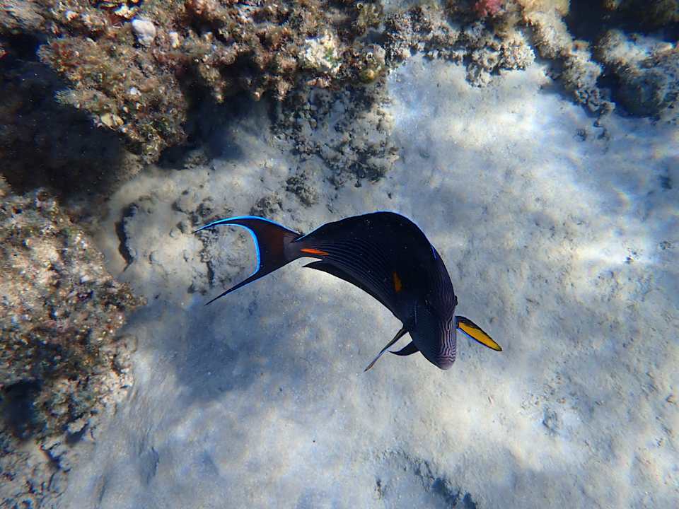 Sonstiges Cleopatra Luxury Beach Resort Makadi Bay - Adults only