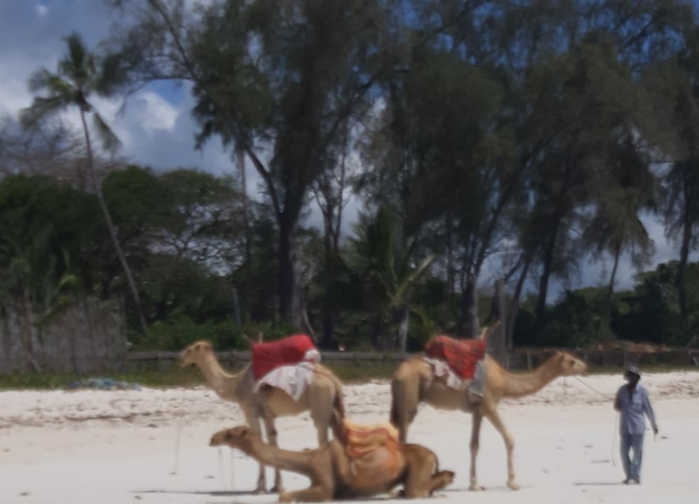 Strand African Dream Cottages