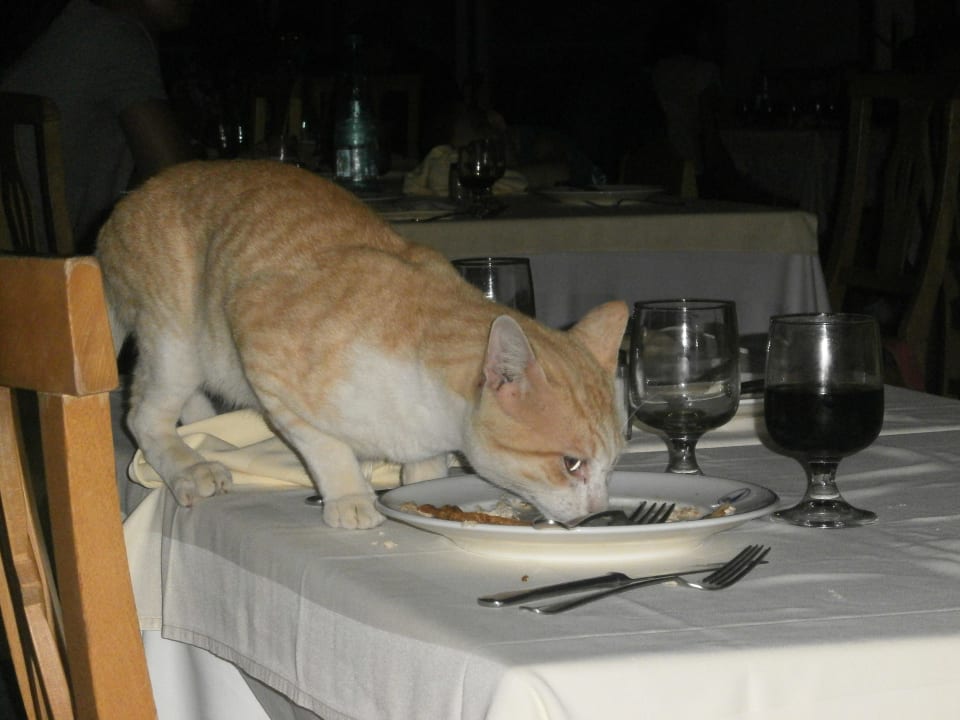 Hungrige Gäste auf vier Pfoten Hotel El Mouradi Djerba Menzel