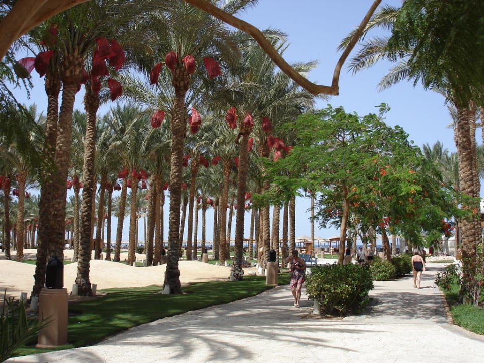 Promenade und Dünenlandschaft Makadi Palace