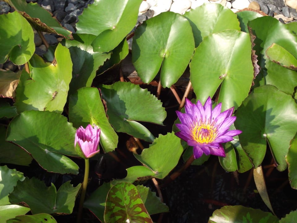 Seerosen am Wasserfall im Garten InterContinental Pattaya Resort
