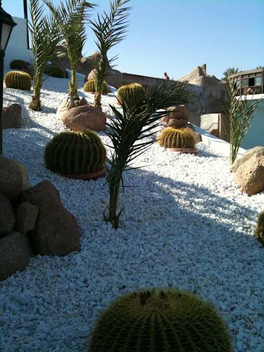 Ogród przy basenie Sultan Gardens Resort