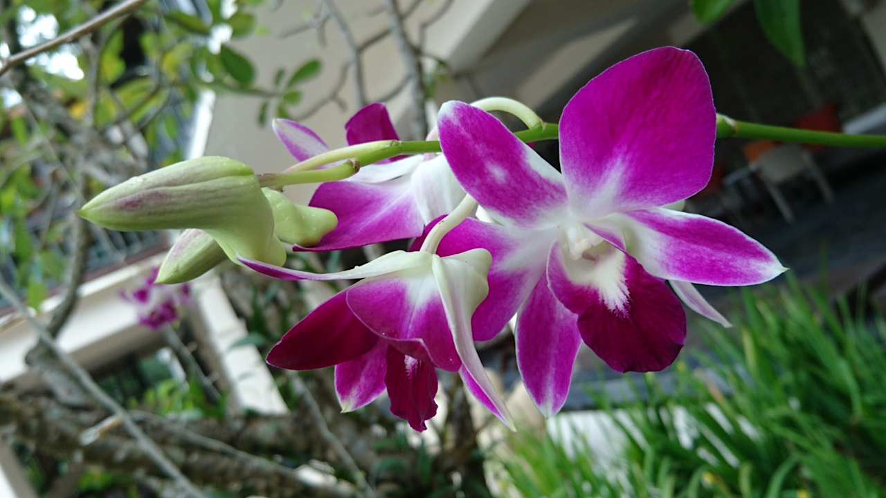 Gartenanlage The Grand Southsea Khaolak Beach Resort