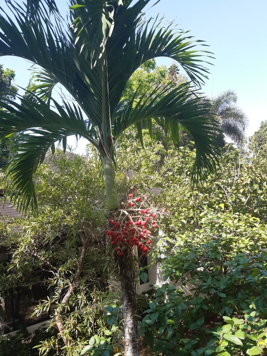 Gartenanlage The Leaf on The Sands by Katathani