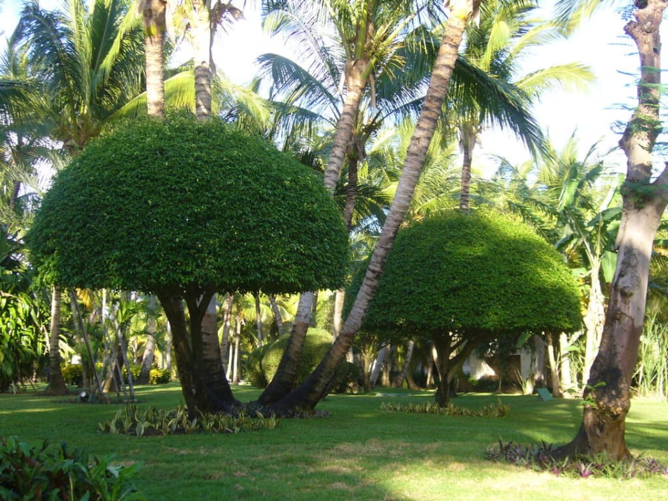 Die wunderschöne Anlage Catalonia Punta Cana - All Inclusive