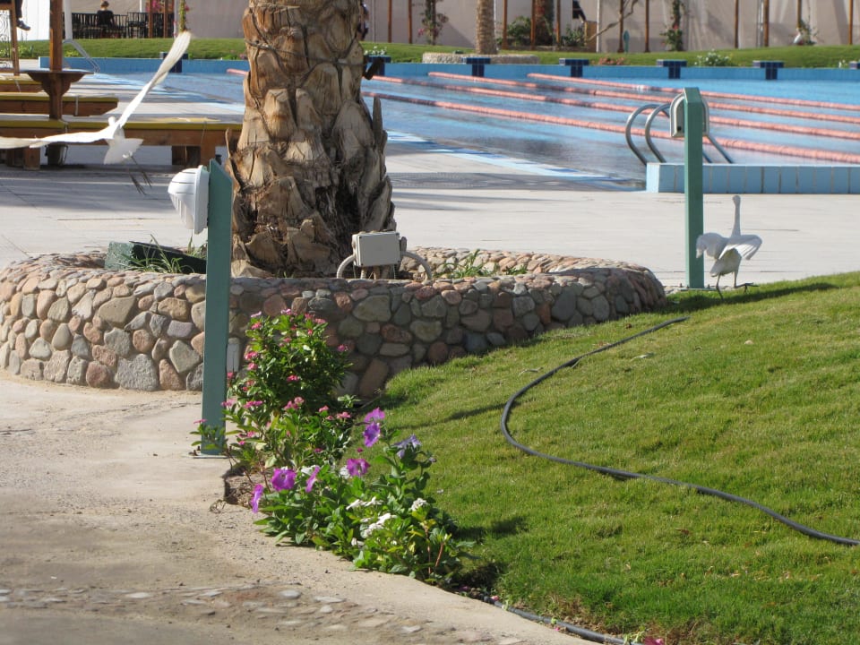 Sehr gepflegte Gartenanlage Desert Rose