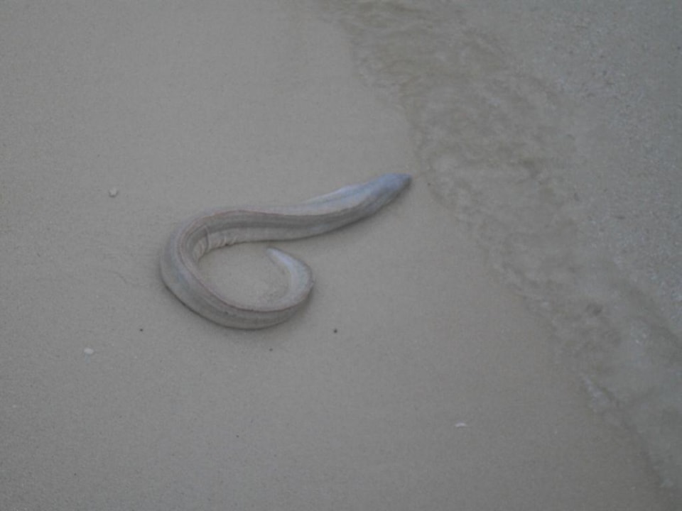 Moräne an Land Eri Maldives