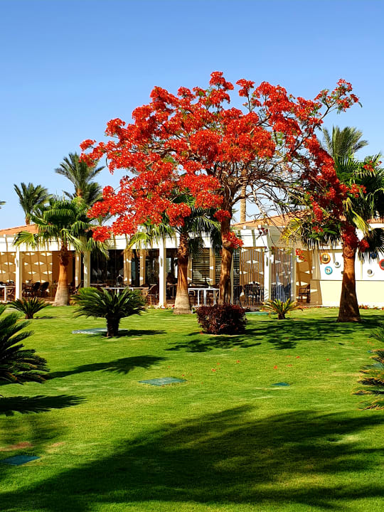 Gartenanlage Rixos Sharm El Sheikh Adults Only 18 +