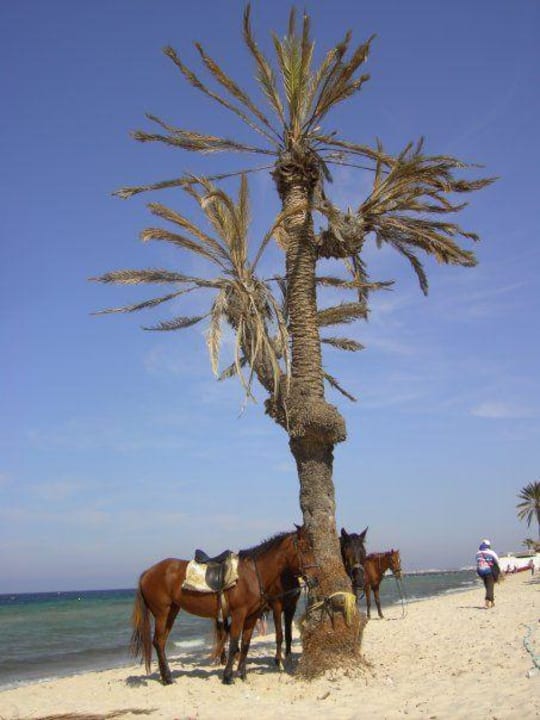 Strand Hotel El Mouradi Skanes Beach
