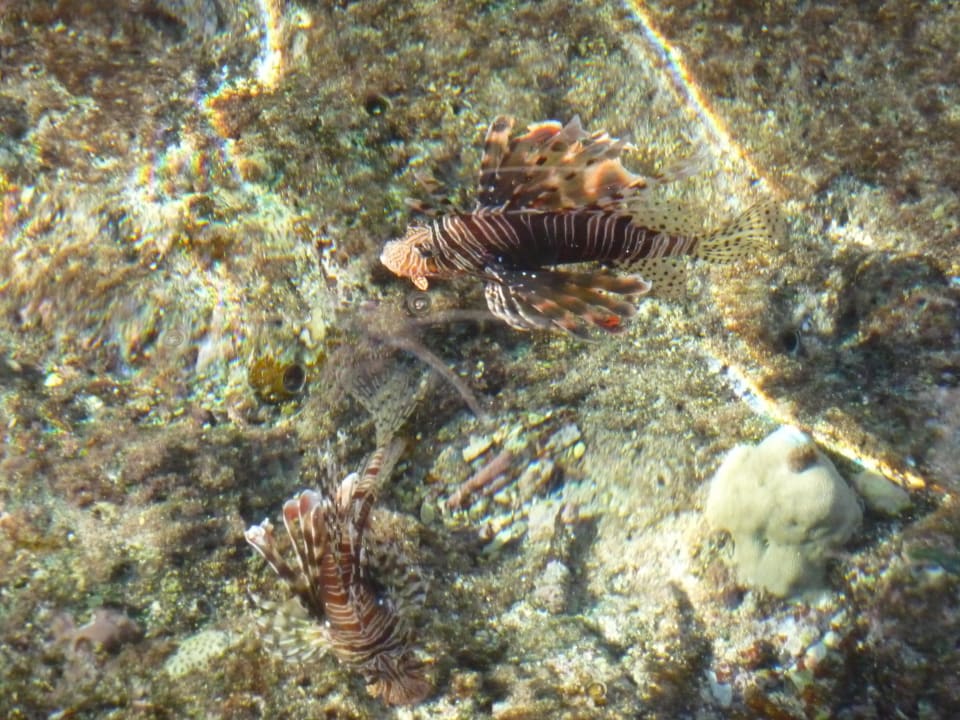 Rotfeuerfisch The Grand Hotel Sharm El Sheikh