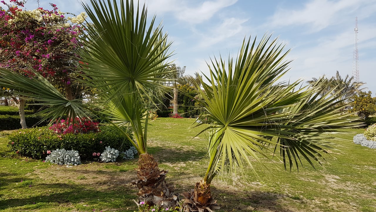 Gartenanlage Fantazia Resort Marsa Alam