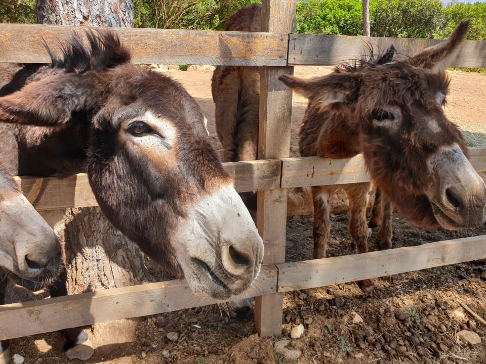 Sonstiges Finca Ses Rotes Velles