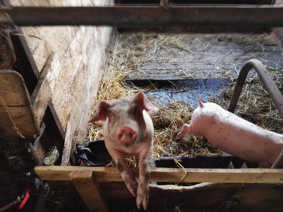 Sonstiges Erlebnisbauernhof Süßhof