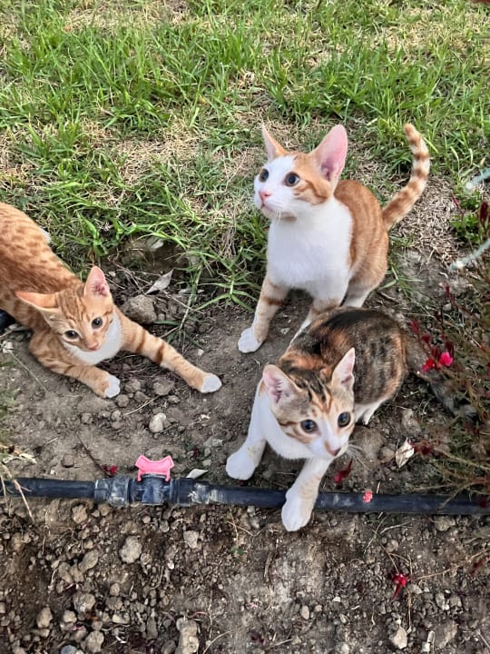 Ausblick Asterias Beach Resort