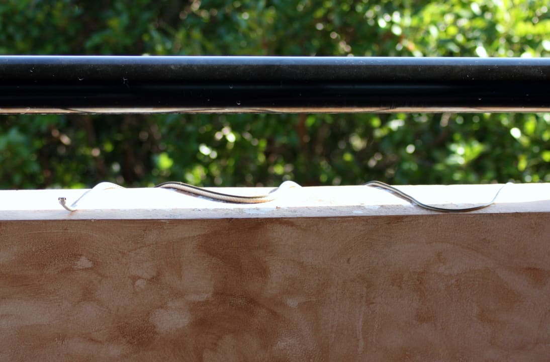 Schlange auf dem Balkon Grand Palladium Colonial Resort & Spa