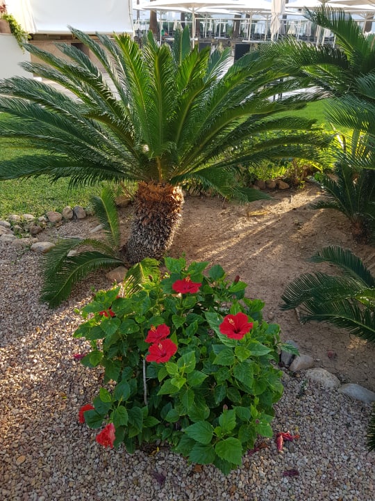 Gartenanlage allsun App.-Hotel Orient Beach