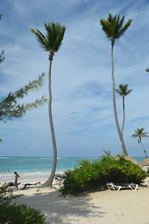 Wunderschöne Palmen Grand Palladium Select Bávaro Resort & Spa