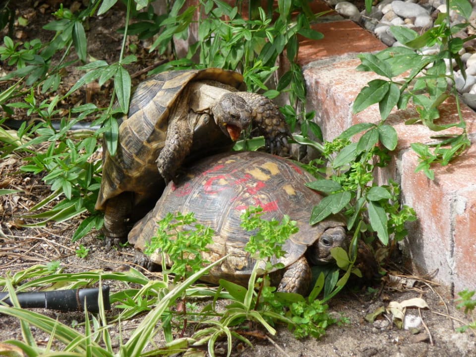 Schildkröten Asteria Family Belek
