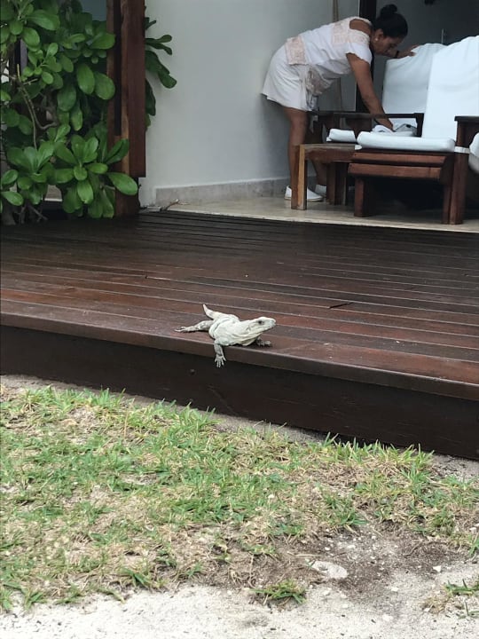 Sonstiges Akumal Bay Beach & Wellness Resort