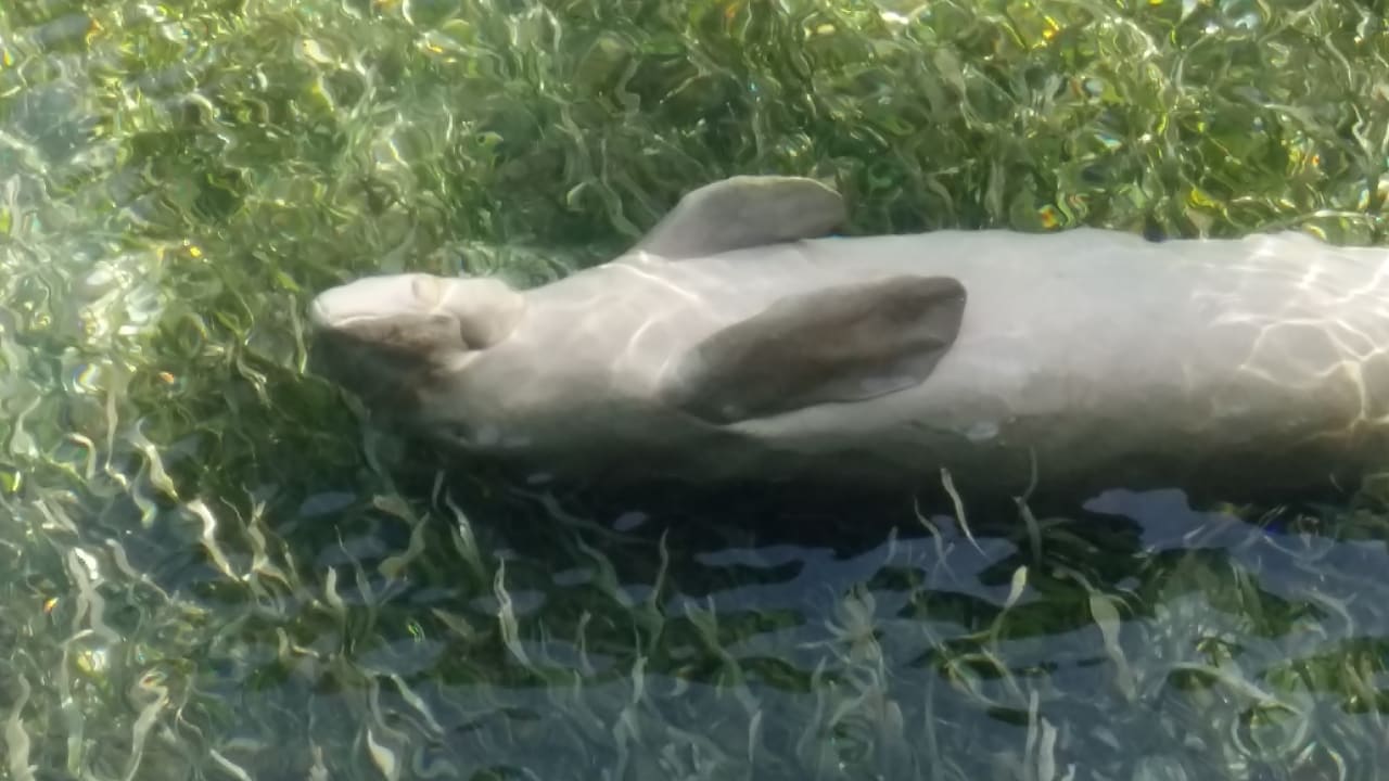 Strand Papua Paradise Eco Resort