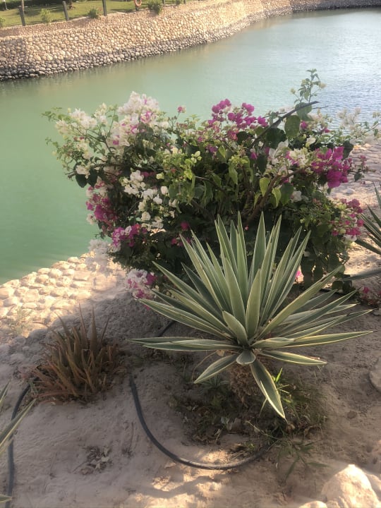 Gartenanlage Salalah Rotana Resort