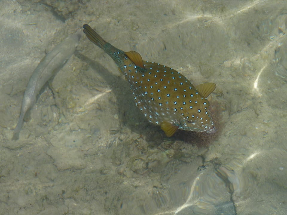 Fauna locale... Stella Garden Resort & Spa, Makadi Bay