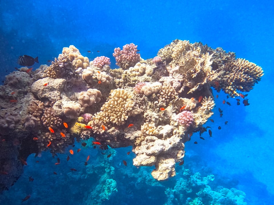 Sport & Freizeit Steigenberger Coraya Beach - Adults only