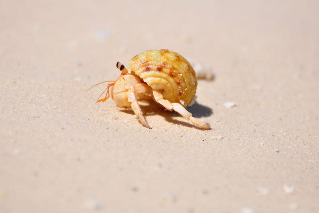 Strandbewohner Embudu Village