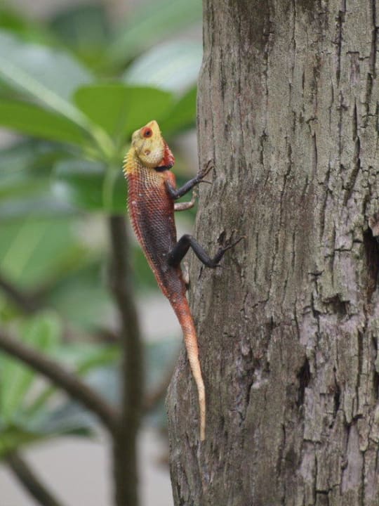 Eidechse Kuramathi Maldives