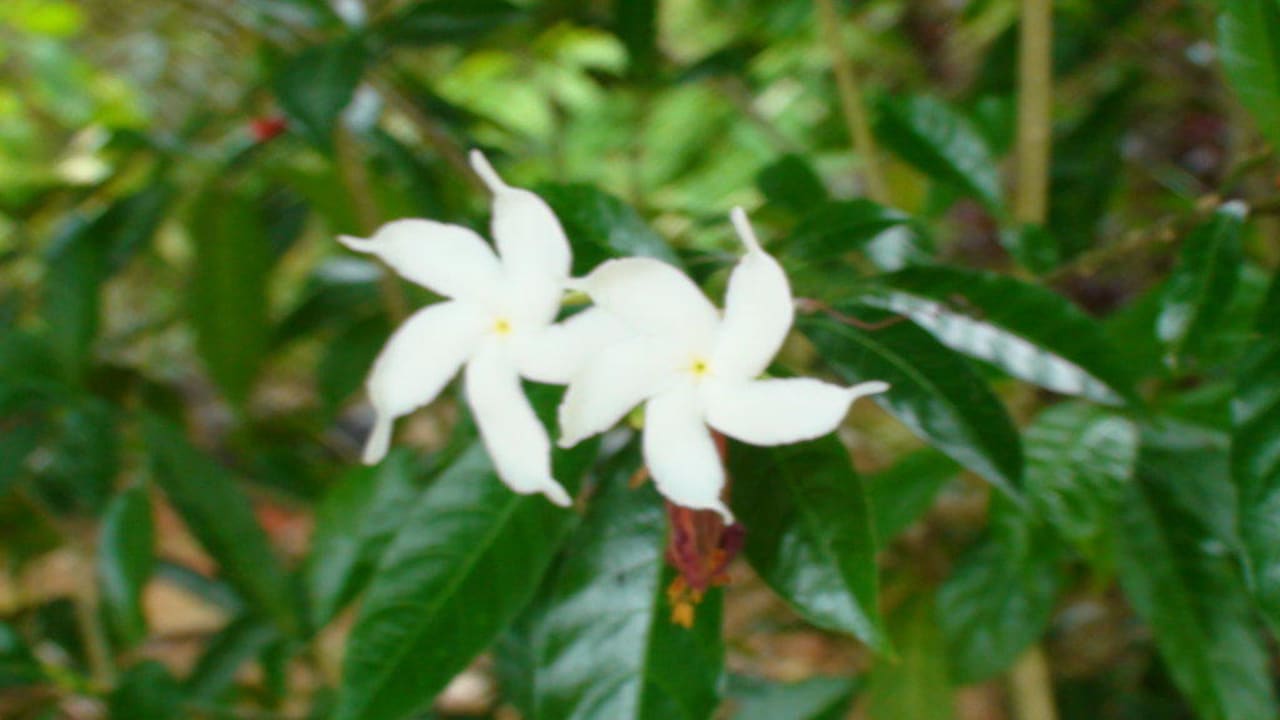 Flora & Fauna Constance Ephelia